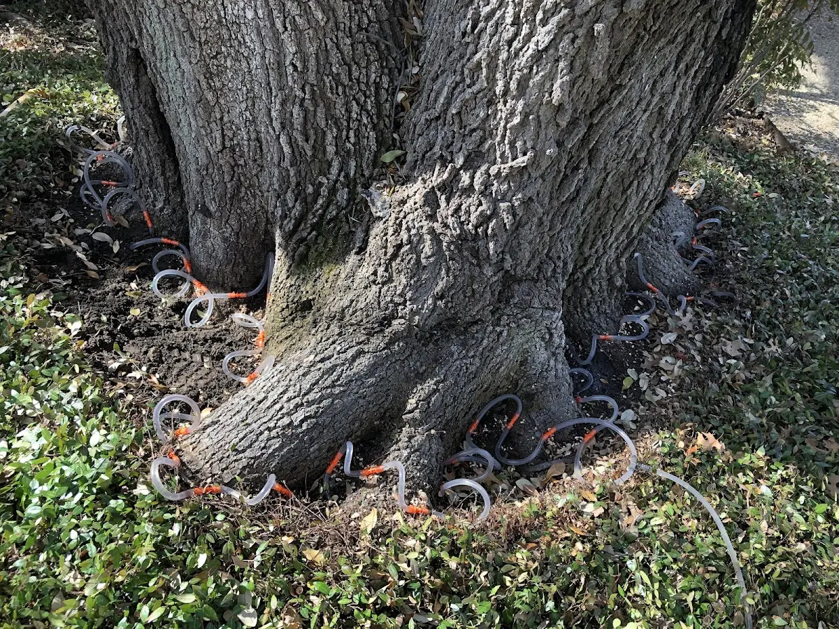 Detailed Tree Cabling and Bracing job site in Tilden
