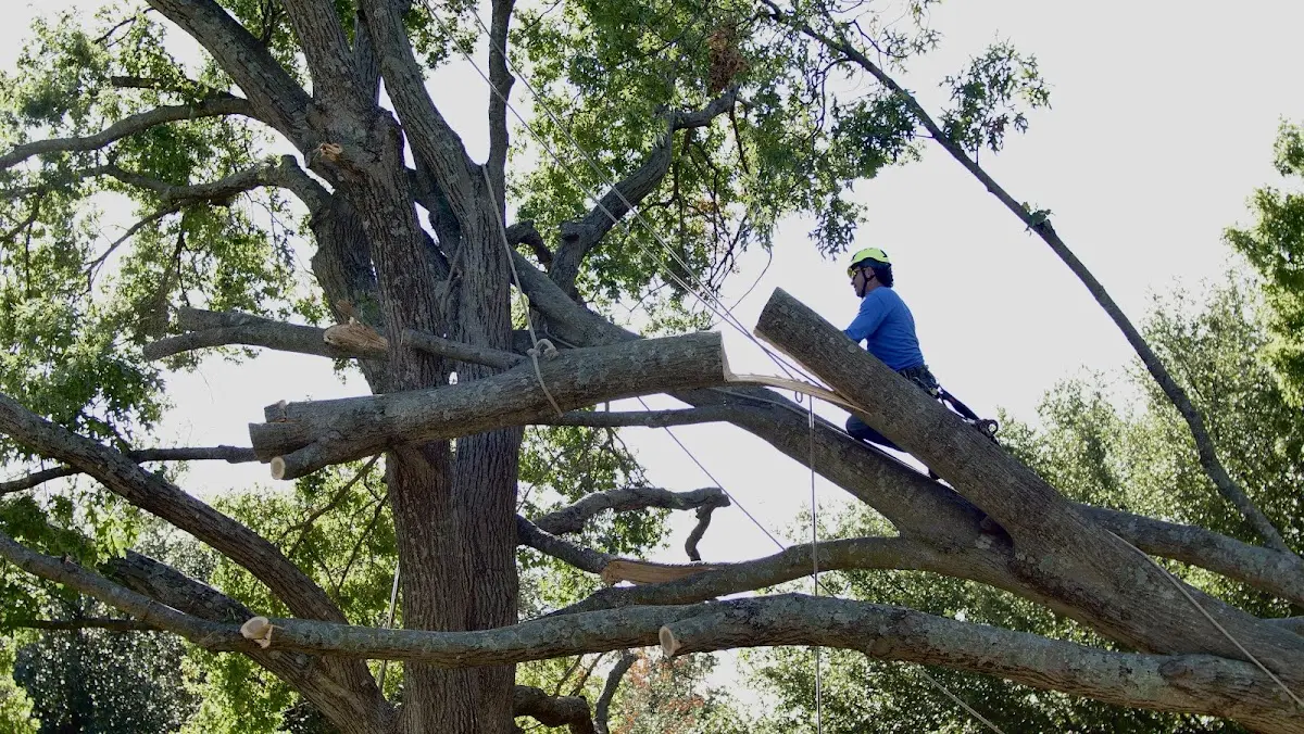 Professional Hazardous Tree Removal performed by certified arborists in Tilden