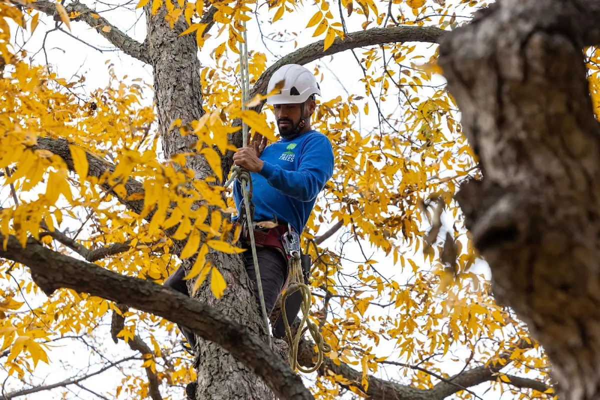 Skilled Tree Planting crew working in Tilden